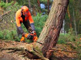 Best Hazardous Tree Removal  in Garnet, CA